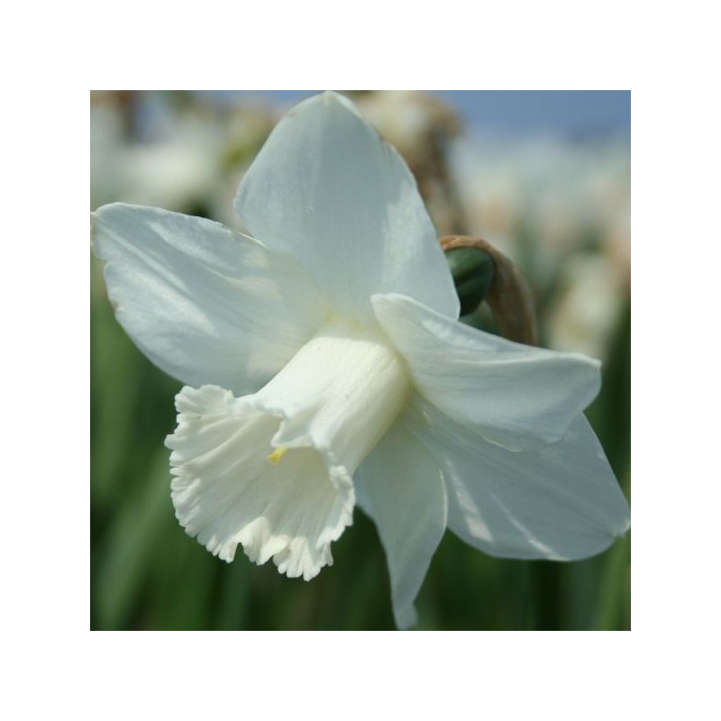 Narcissus 'Delta Flight'
