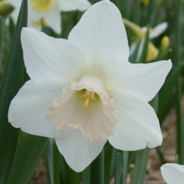 Narcissus 'Delta Flight'