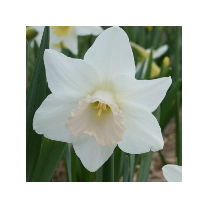 Narcissus 'Delta Flight'