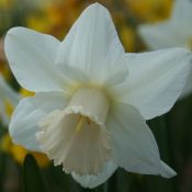 Narcissus 'Delta Flight'