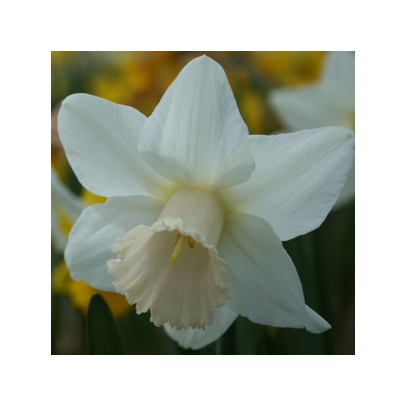 Narcissus 'Delta Flight'