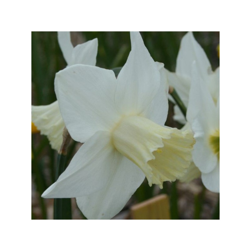Narcissus 'Frostkist'