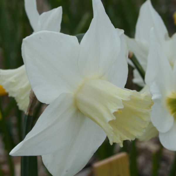 Narcissus 'Frostkist'