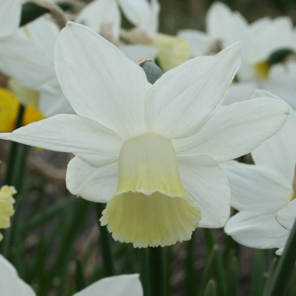 Narcissus 'Kitty'