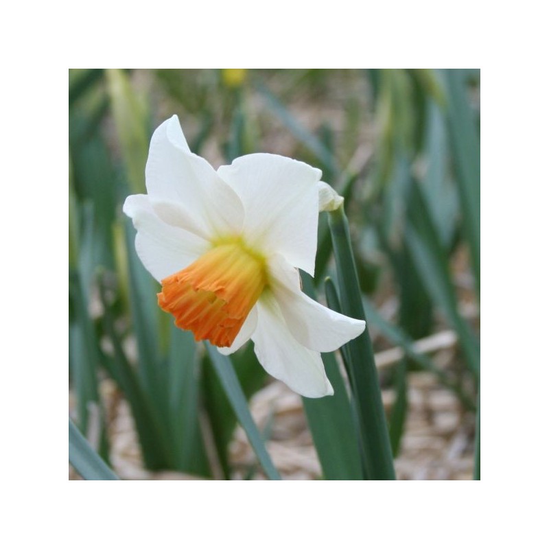 Narcissus 'Bilbo'