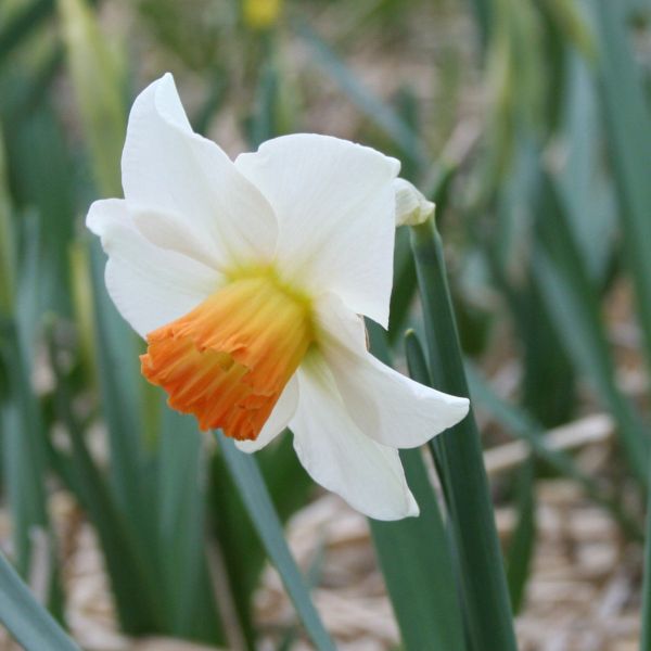 Narcissus 'Bilbo'