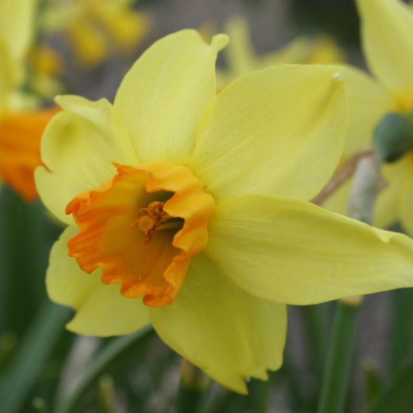 Narcissus 'Andalusia'
