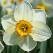 Narcissus 'Turncoat'