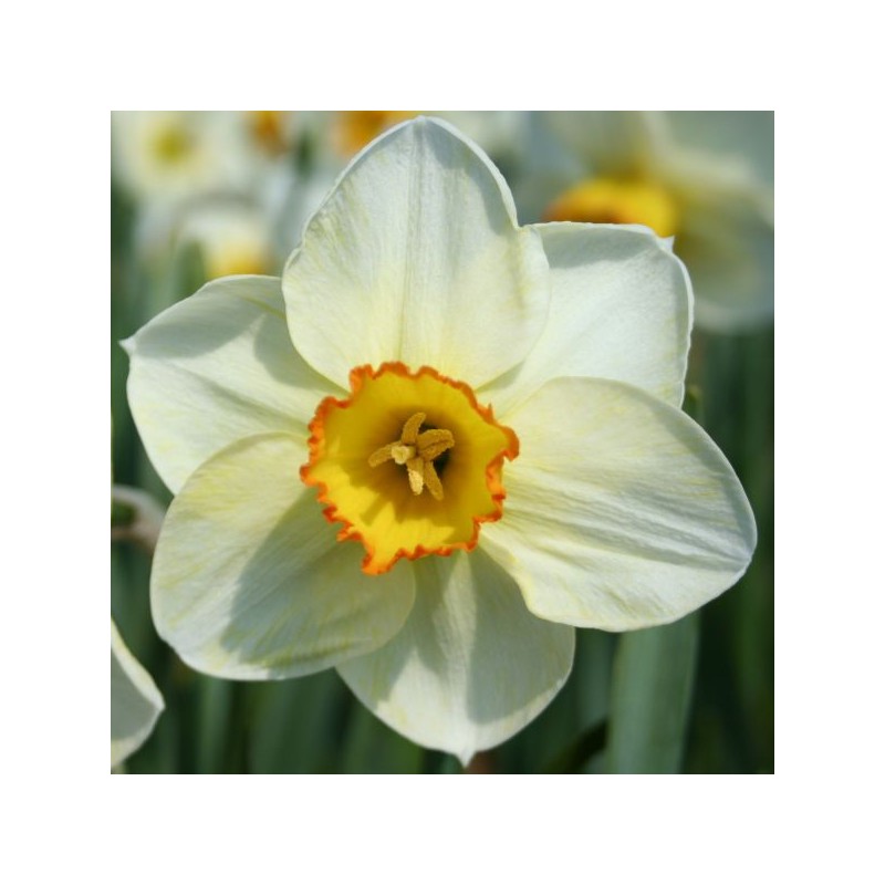 Narcissus 'Turncoat'