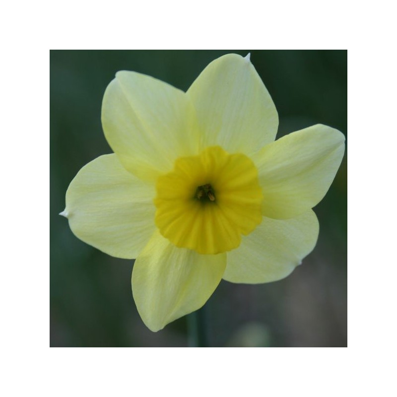 Narcissus 'Rikki'