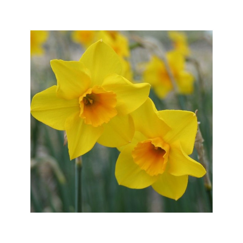 Narcissus 'Wheal Coates'