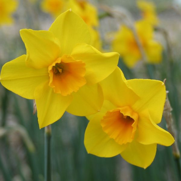 Narcissus 'Wheal Coates'