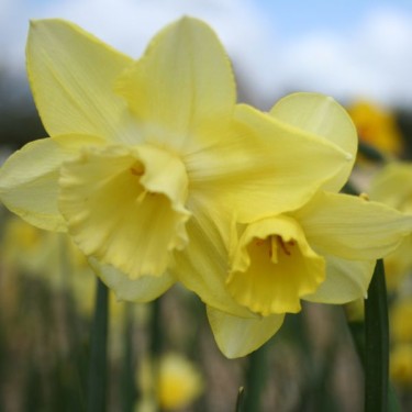 Narcissus 'Chat' 