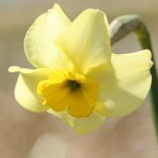 Narcissus 'Clare' 