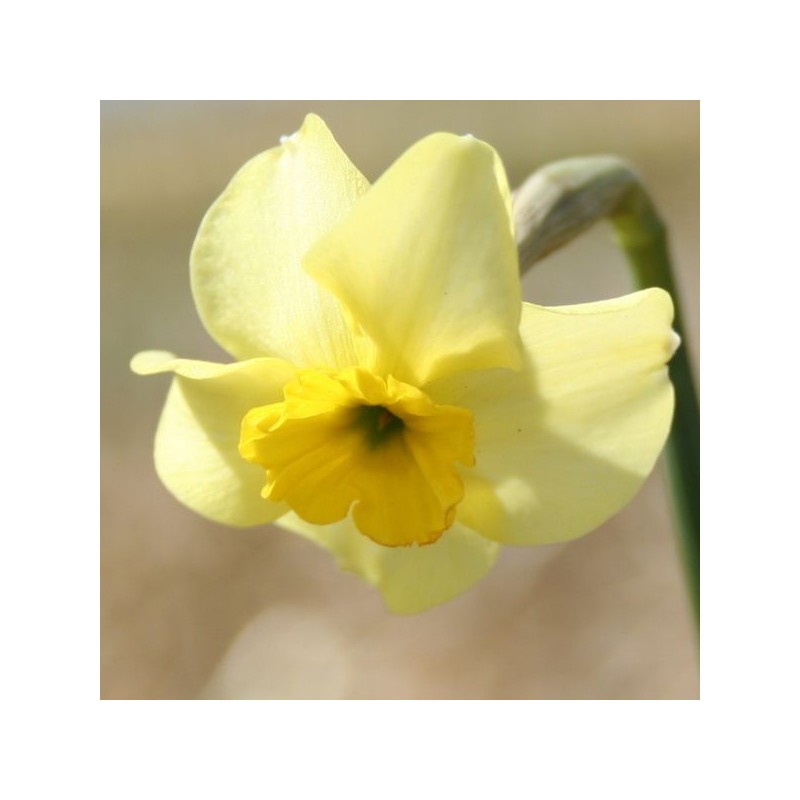 Narcissus 'Clare' 