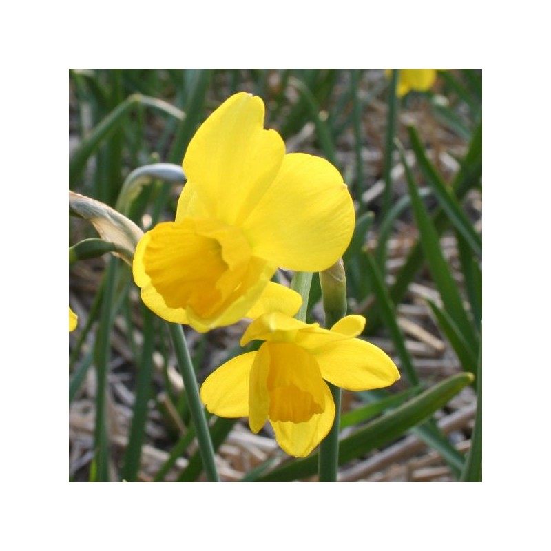 Narcissus 'Flycatcher' 