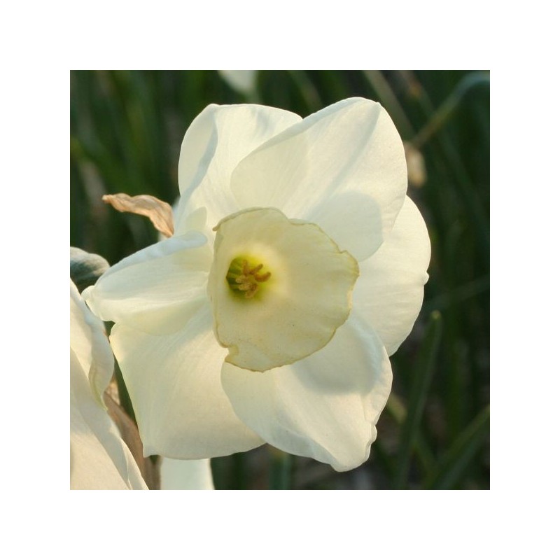 Narcissus 'Fruitcup' 