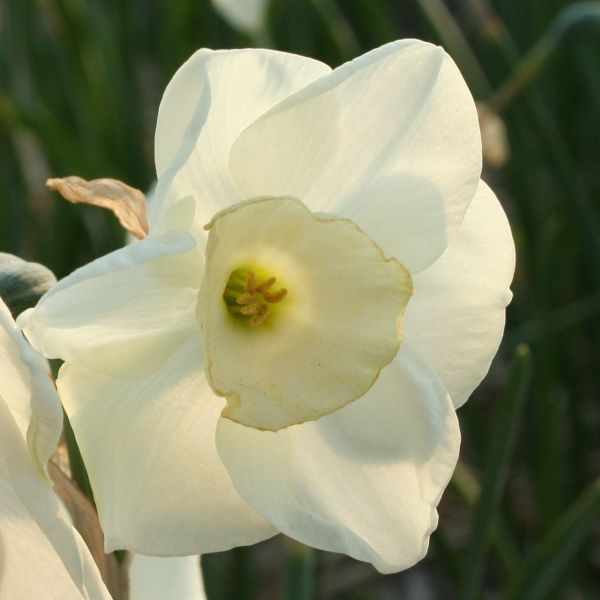 Narcissus 'Fruitcup' 