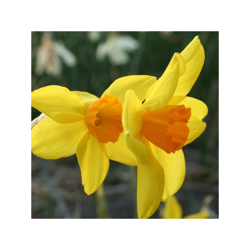 Narcissus 'Kinglet'