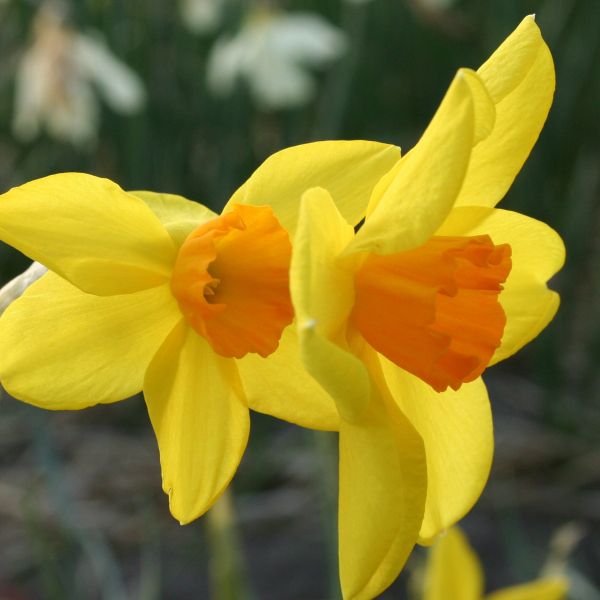 Narcissus 'Kinglet'