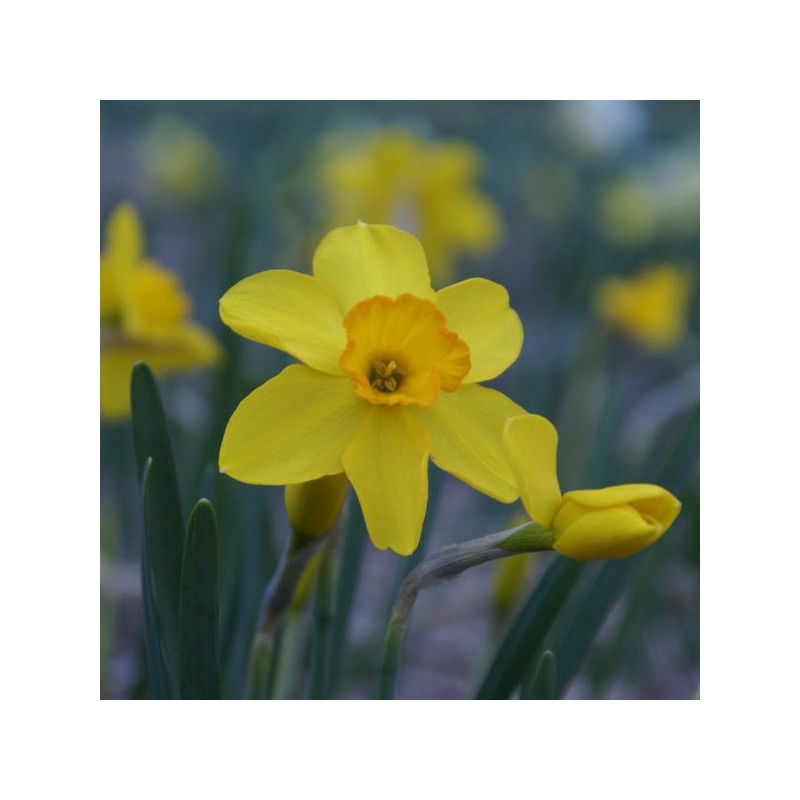 Narcissus 'Kinglet'