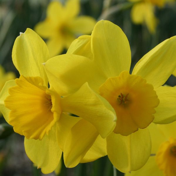 Narcissus 'Pipers Barn'