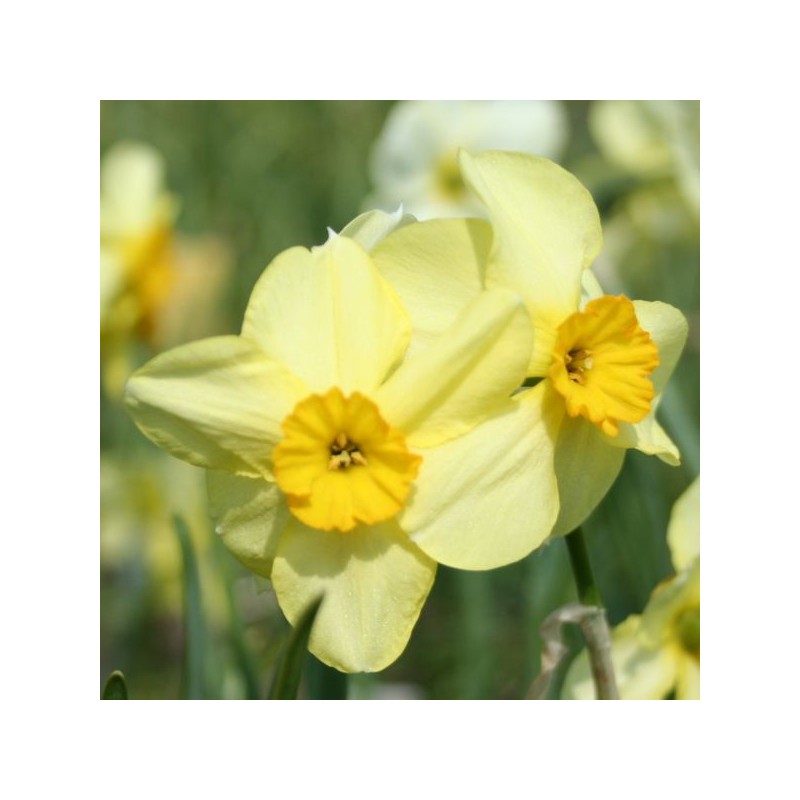 Narcissus 'Bobbysoxer' 