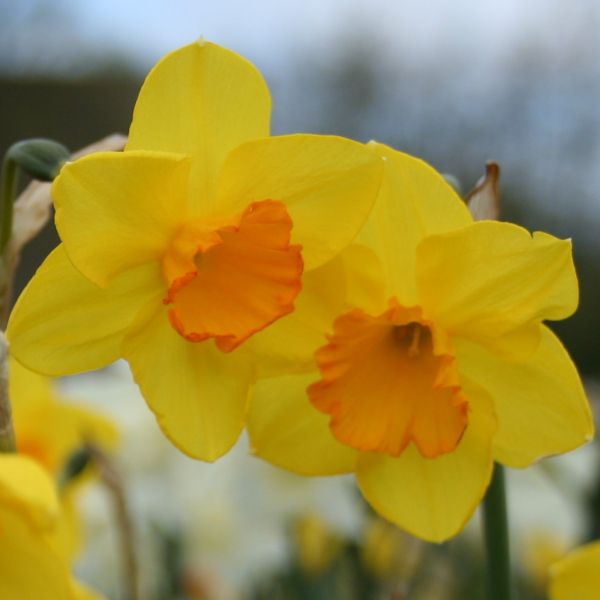 Narcissus 'Whipcord' 