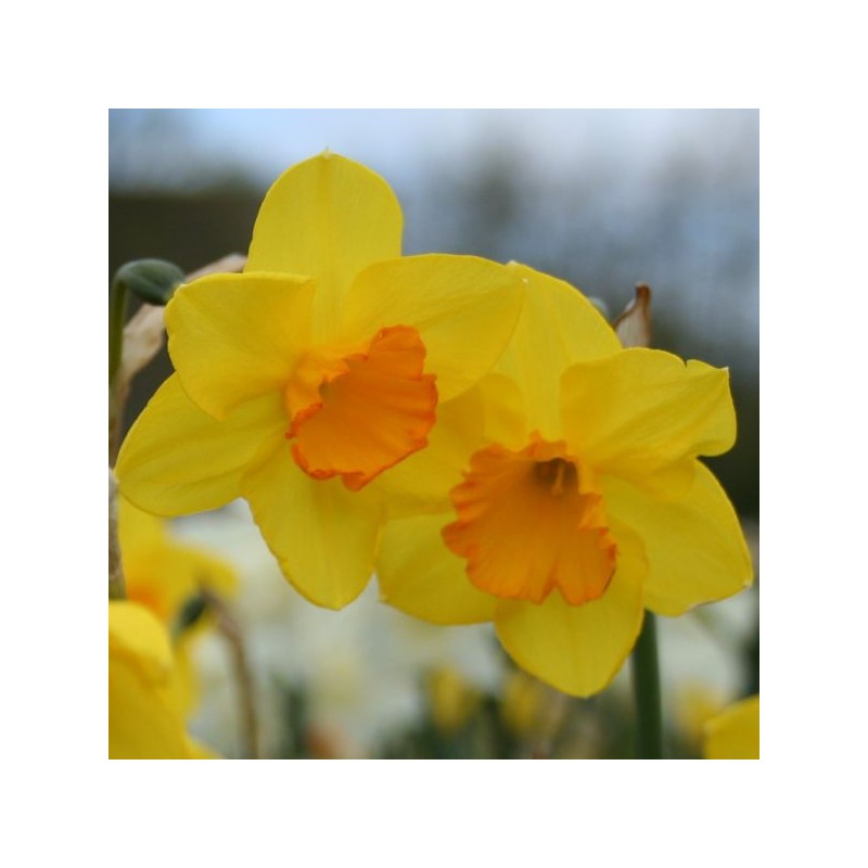 Narcissus 'Whipcord' 