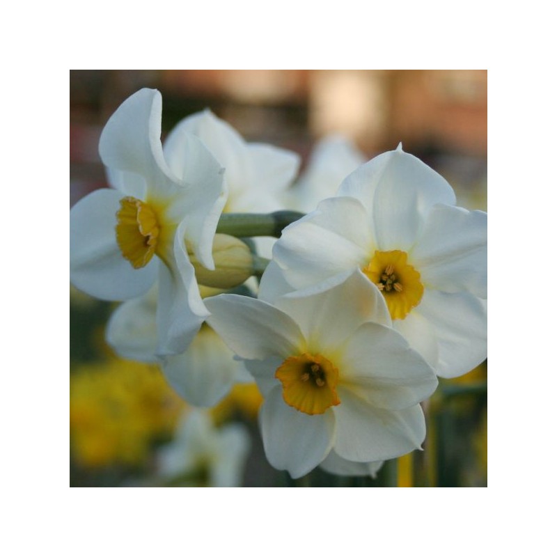 Narcissus 'Elvira'