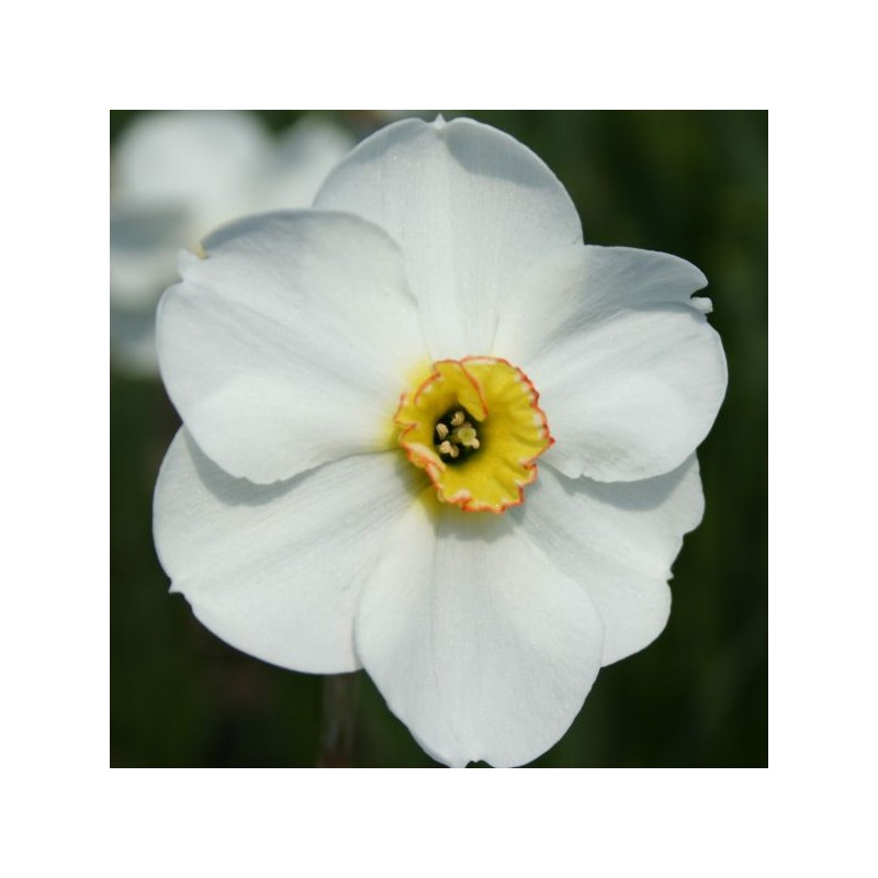 Narcissus 'Blissland'