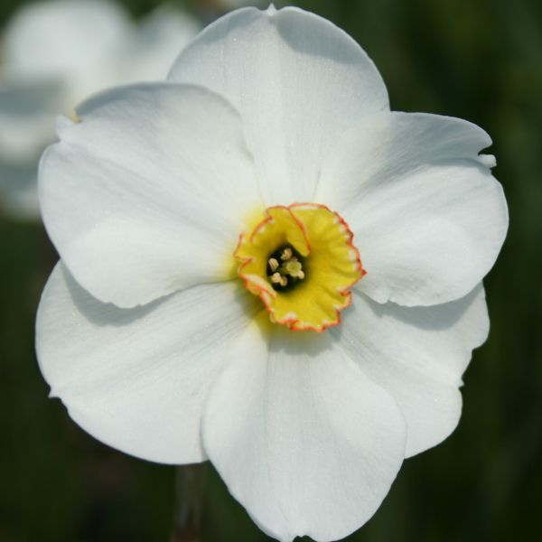 Narcissus 'Blissland'