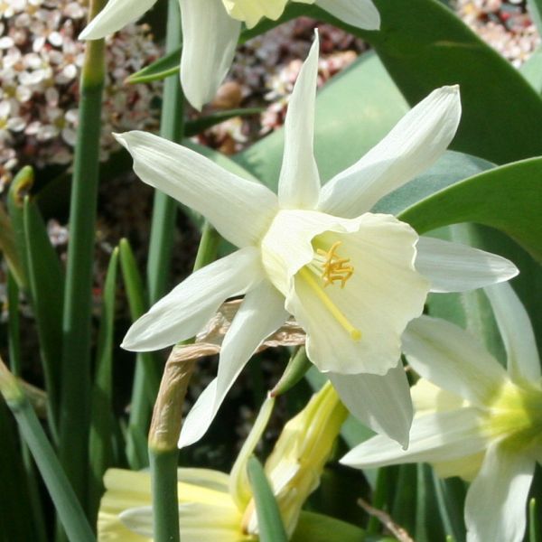 Narcissus 'Kenellis'