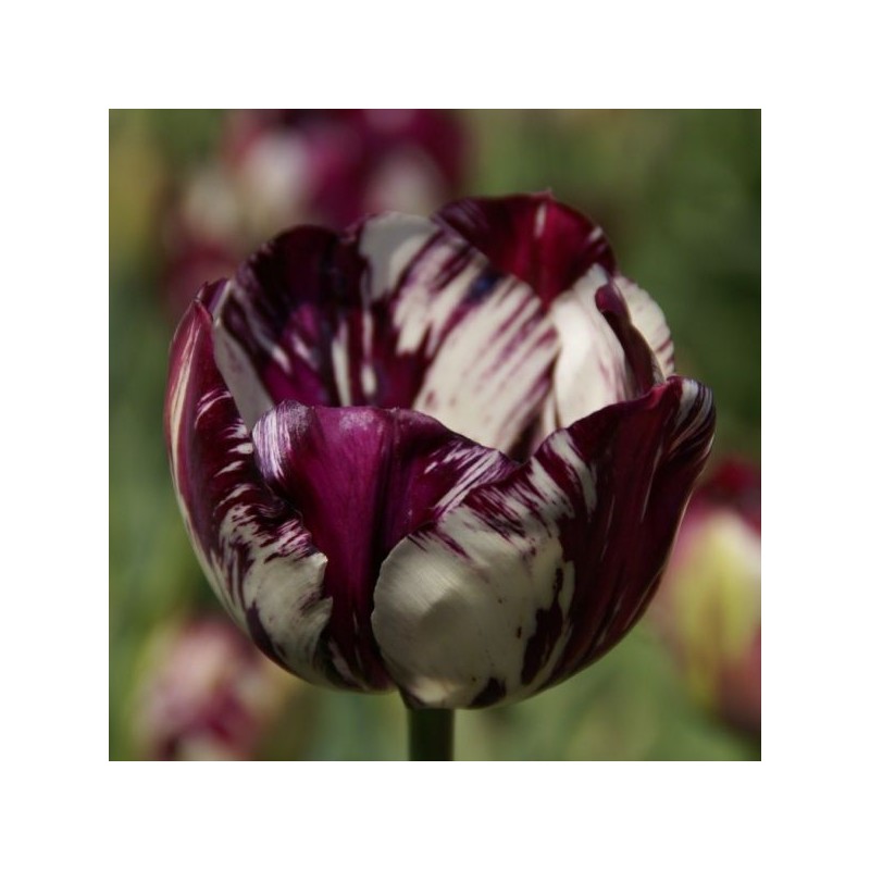 Tulipa 'Adonis'