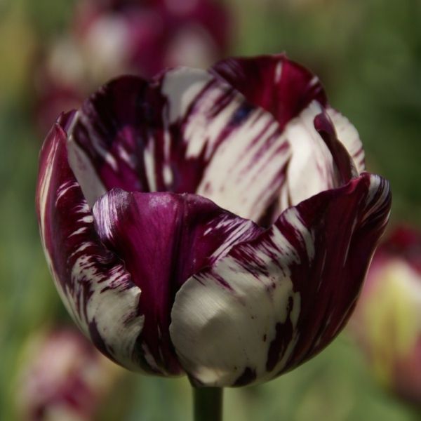 Tulipa 'Adonis'