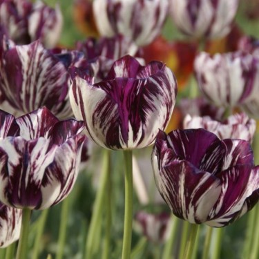 Tulipa 'Adonis'