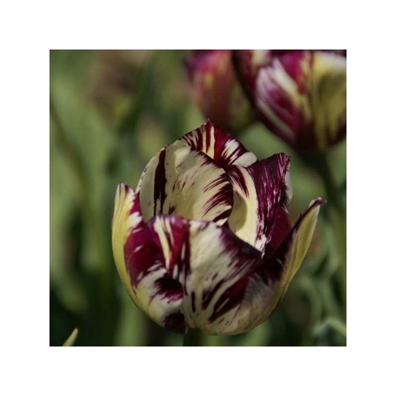 Tulipa 'Adonis'