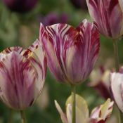 Tulipa 'Beauty of Bath'