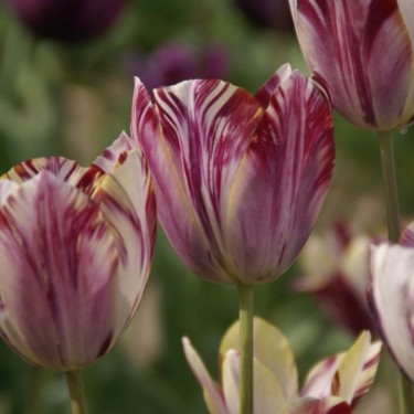 Tulipa 'Beauty of Bath'