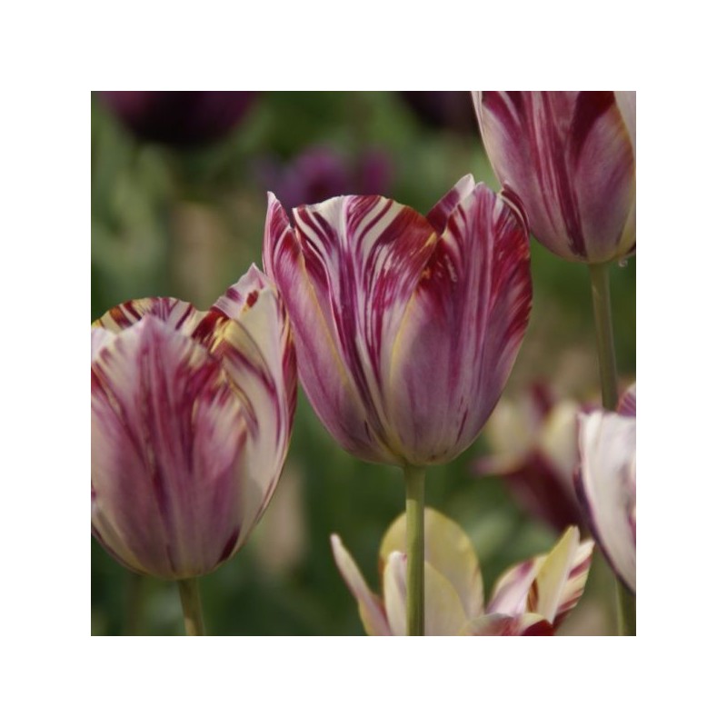 Tulipa 'Beauty of Bath'