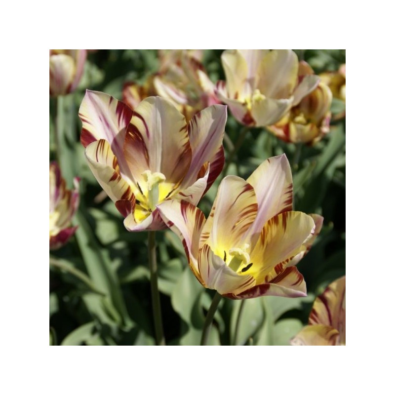 Tulipa 'Beauty of Bath'