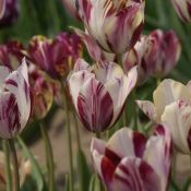 Tulipa 'Beauty of Bath'