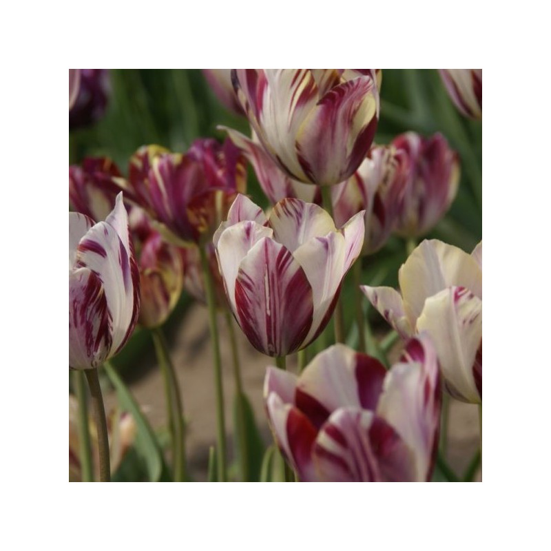 Tulipa 'Beauty of Bath'