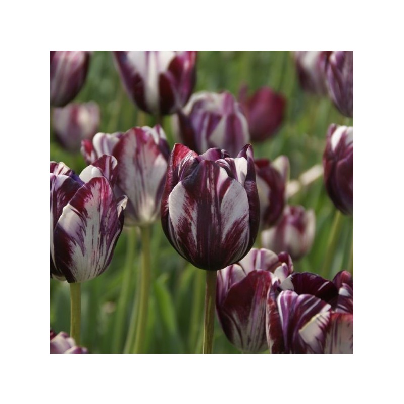 Tulipa 'Insulinde'