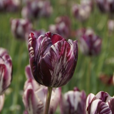Tulipa 'Insulinde'