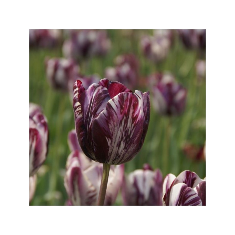 Tulipa 'Insulinde'