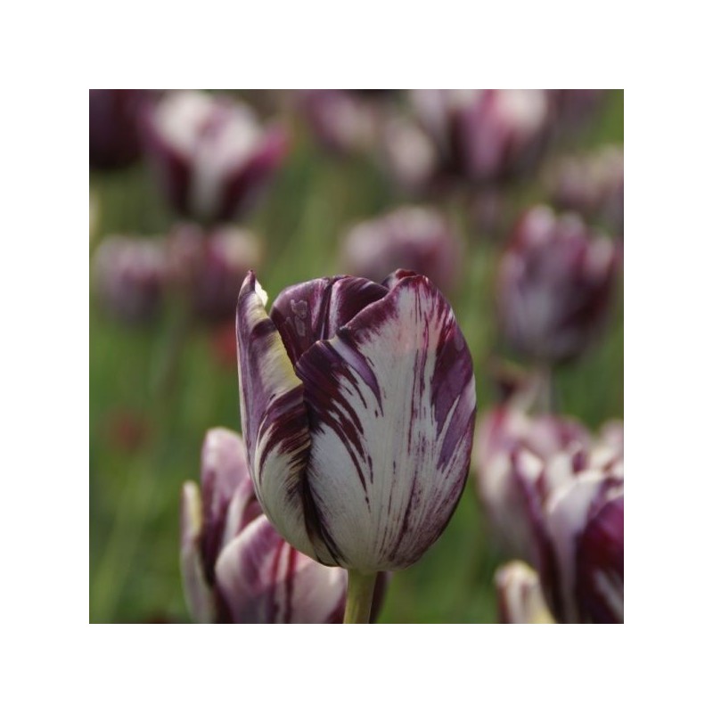 Tulipa 'Insulinde'