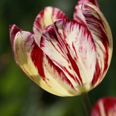 Tulipa 'Julia Farnesse'