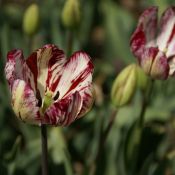 Tulipa 'Julia Farnesse'
