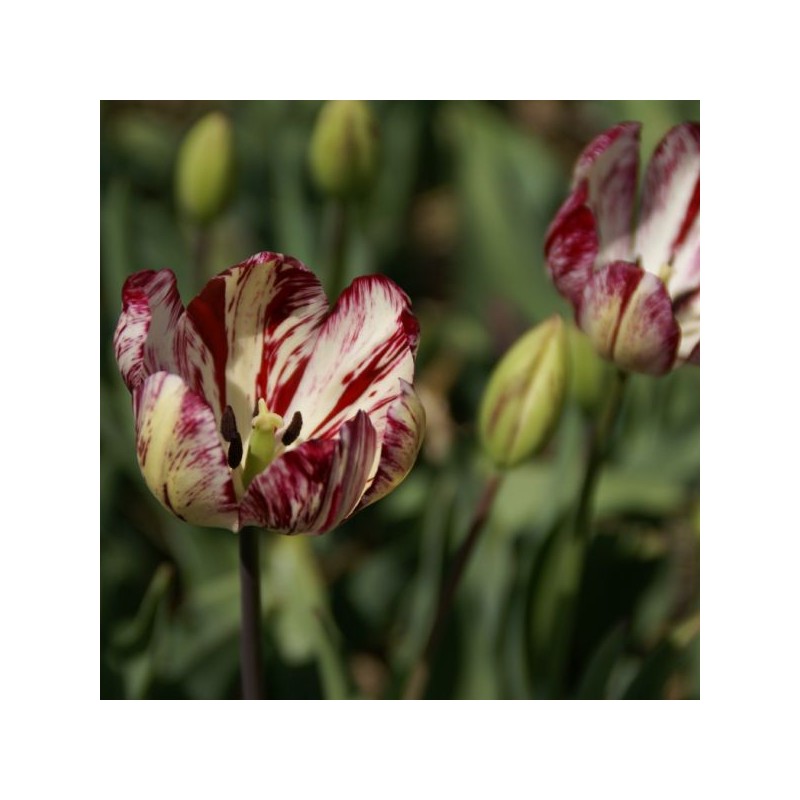 Tulipa 'Julia Farnesse'